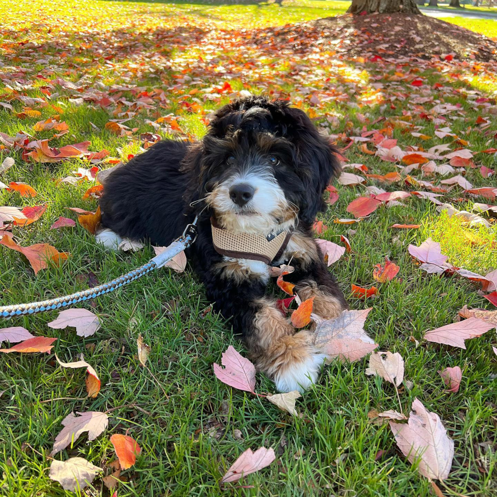 Cute Mini Bernedoodle Pup