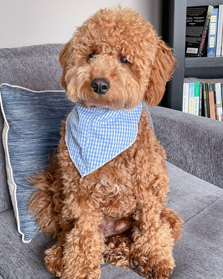 Little Golden Retriever Poodle Mix Pup