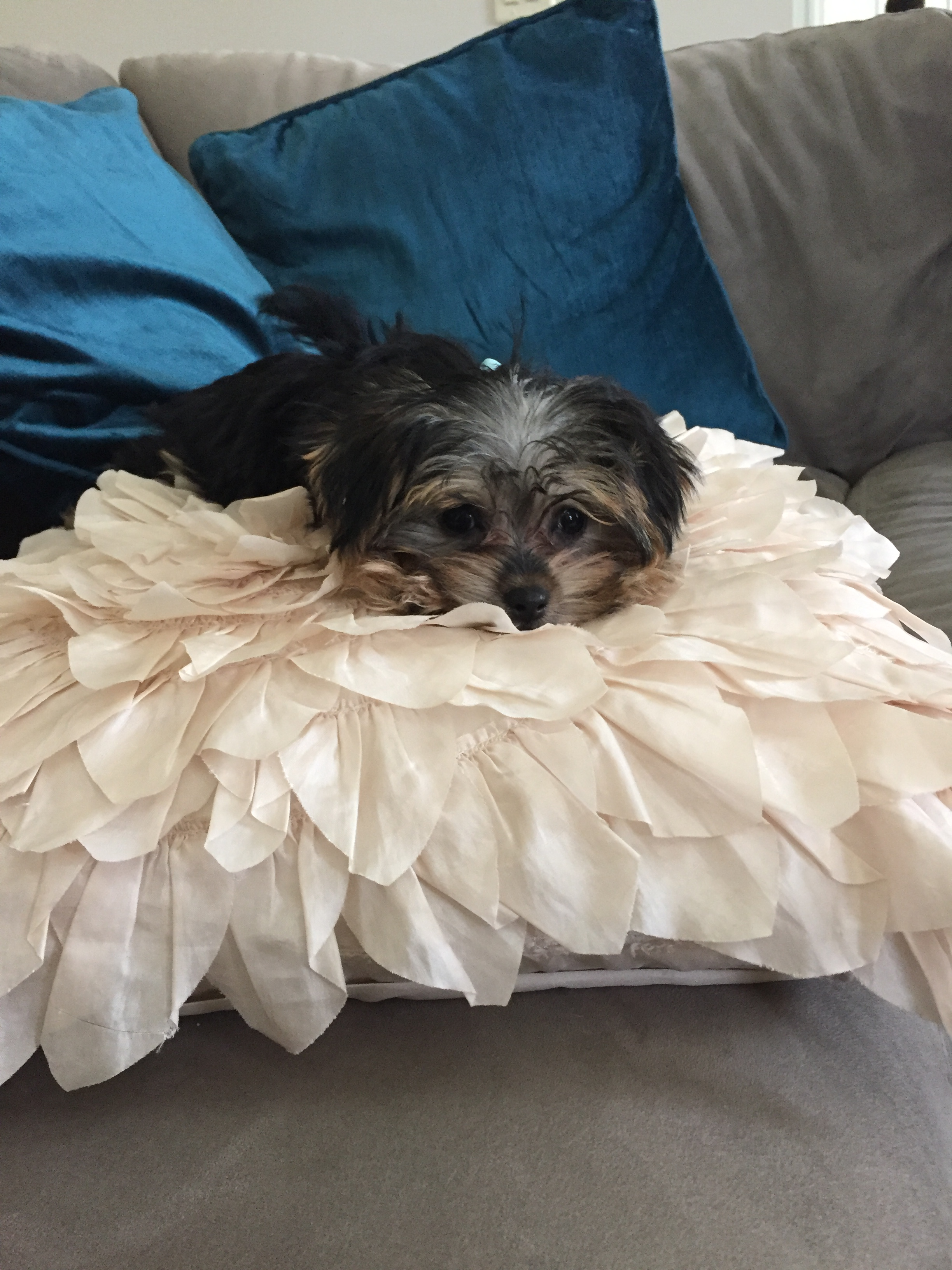 Little Yorkie Designer Puppy