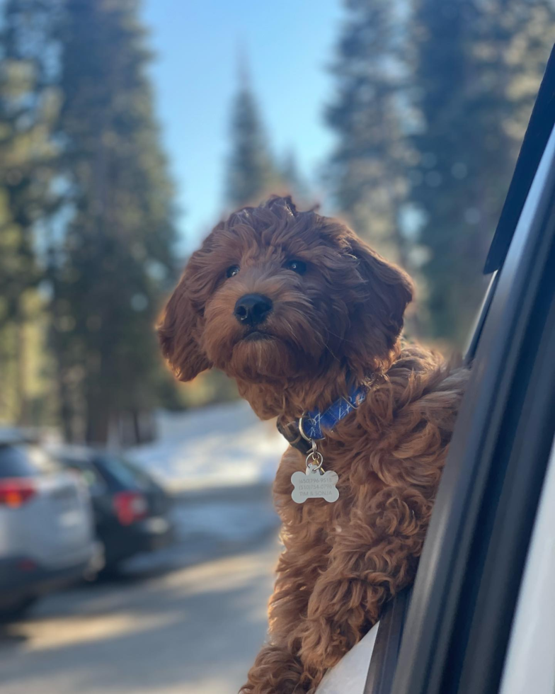 Friendly Mini Goldendoodle Pup