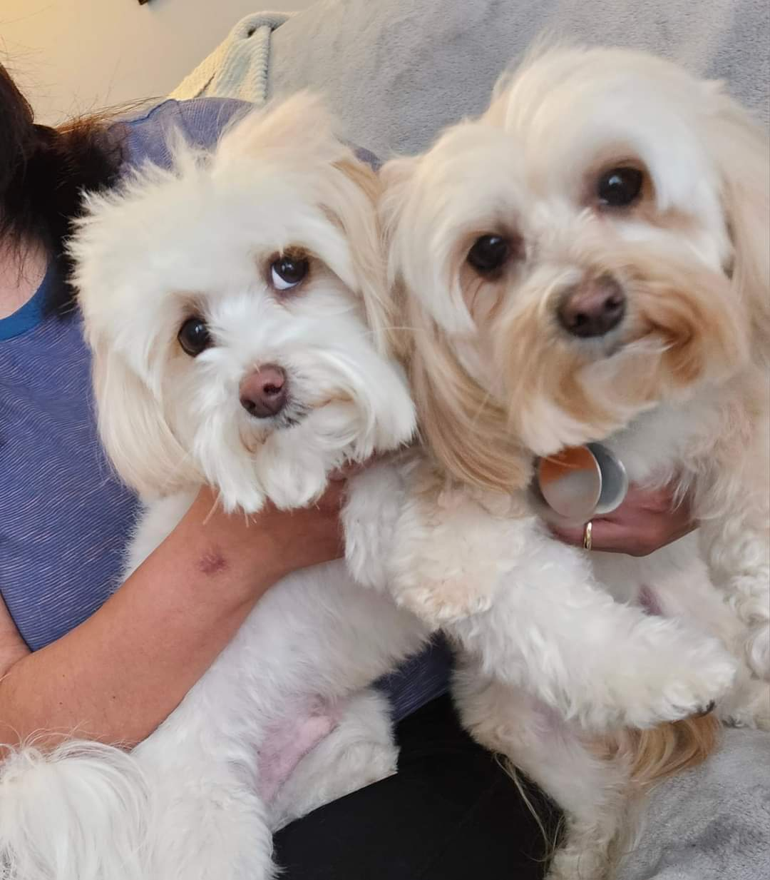 Maltipoo Pup Being Cute
