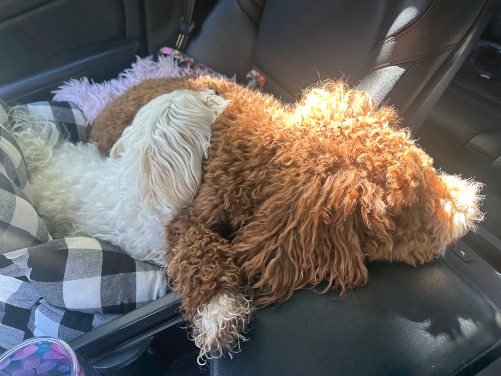 Popular Mini Irish Doodle Poodle Mix Pup