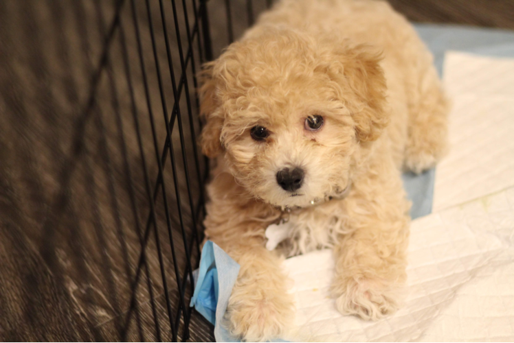 Happy Maltipoo Baby