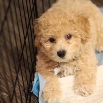 Maltipoo Being Cute