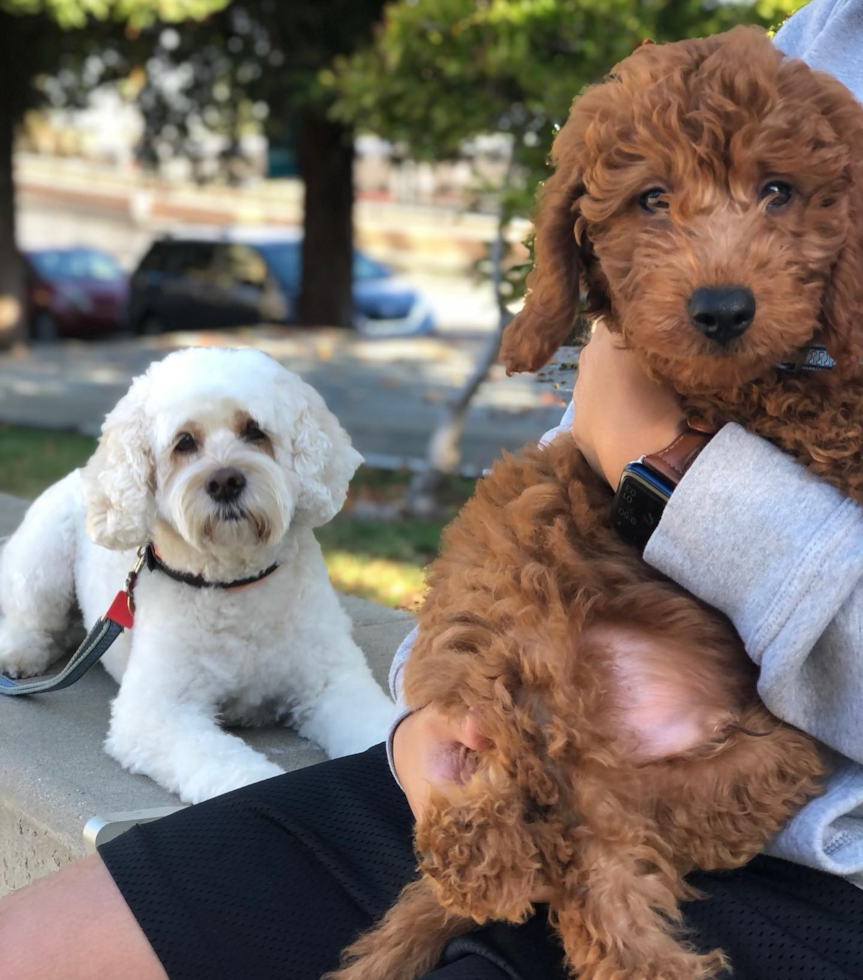 Funny Mini Goldendoodle Poodle Mix Pup