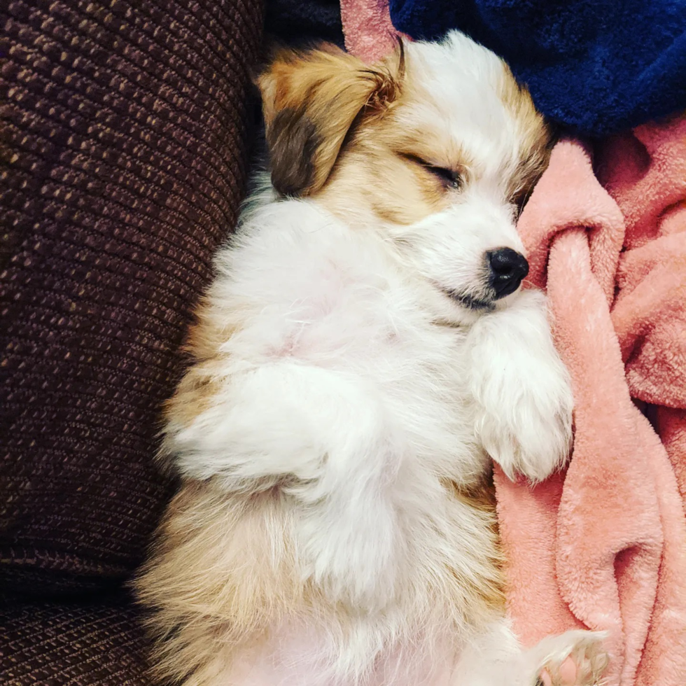 Friendly Aussiechon Pup