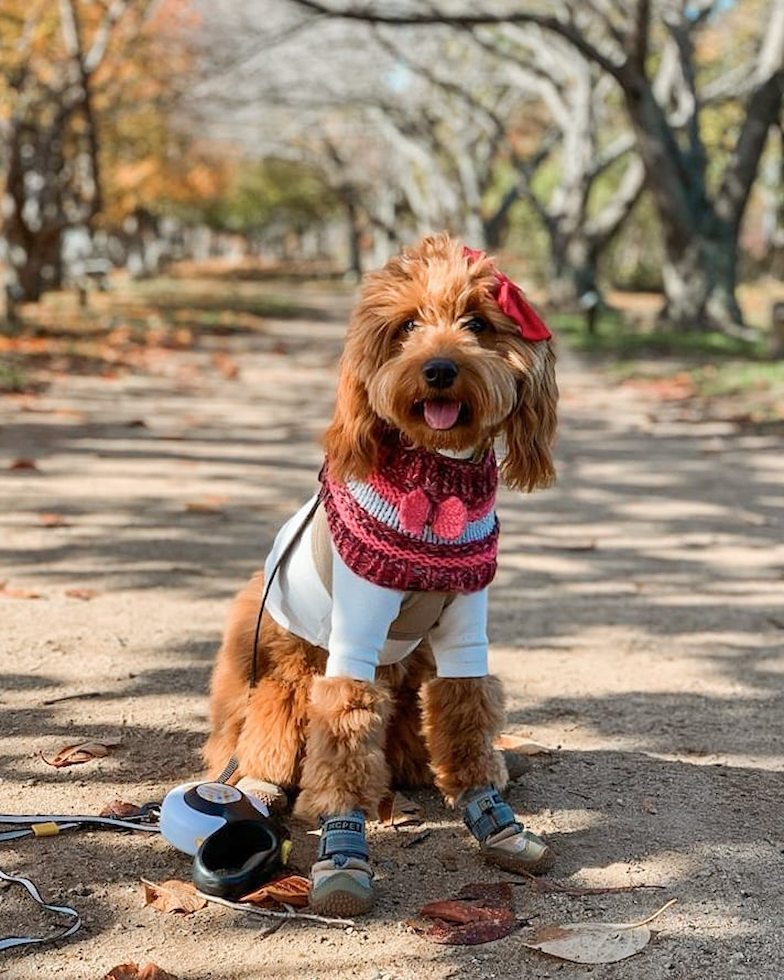 Small Mini Goldendoodle Pup in Hopatcong NJ