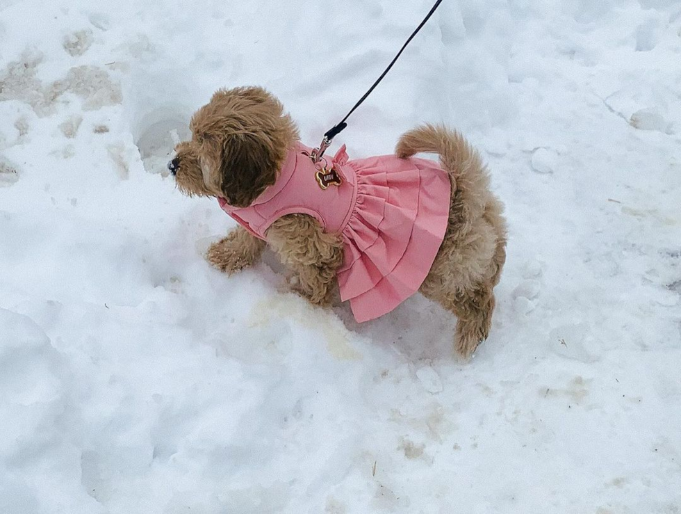 Smart Cavapoo Poodle Mix Pup