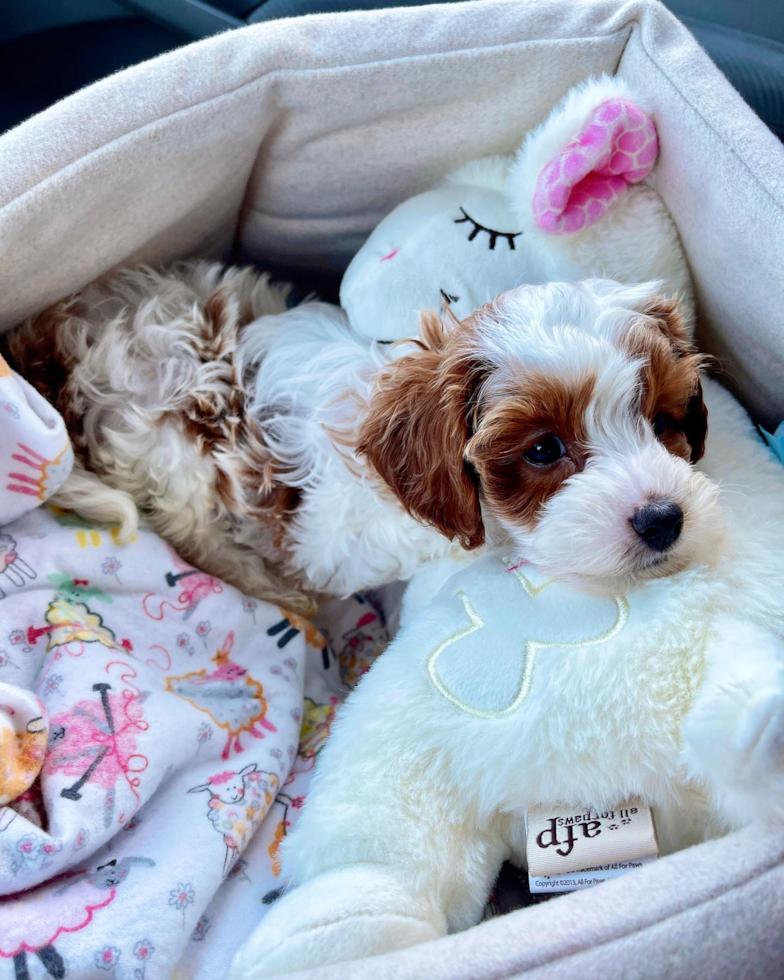 Cute Cavapoo Pup in Santa Rosa CA