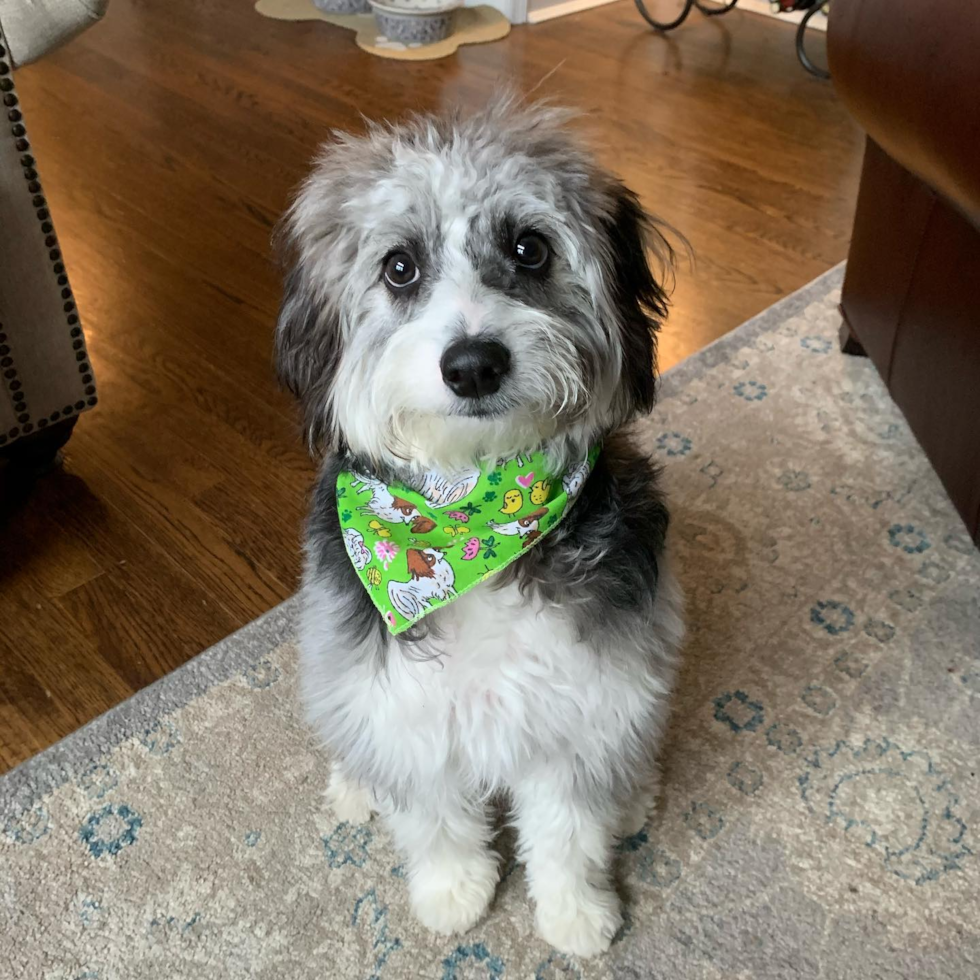 Funny Mini Aussiedoodle Poodle Mix Pup