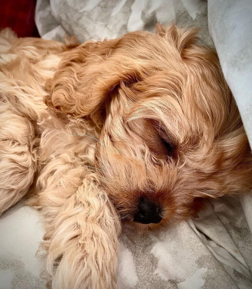 Cute Cavapoo Pup in Dowagiac MI