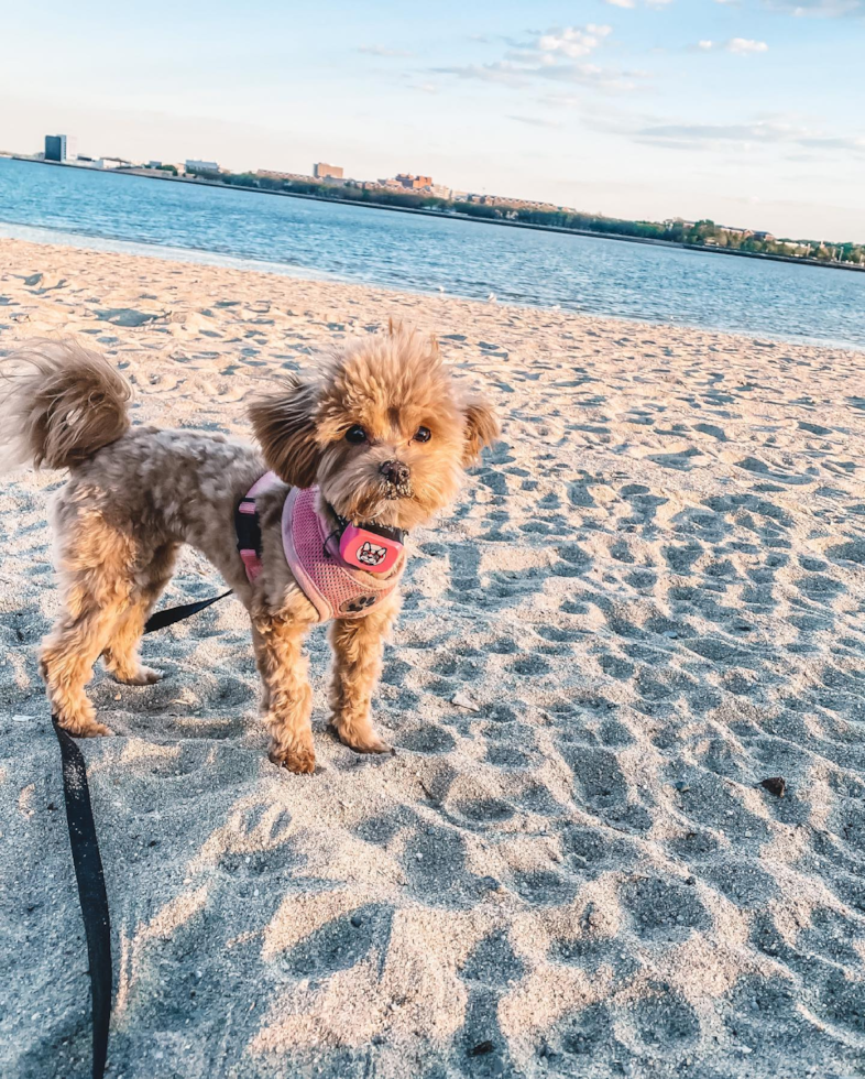 Small Maltipoo Pup in Boston MA