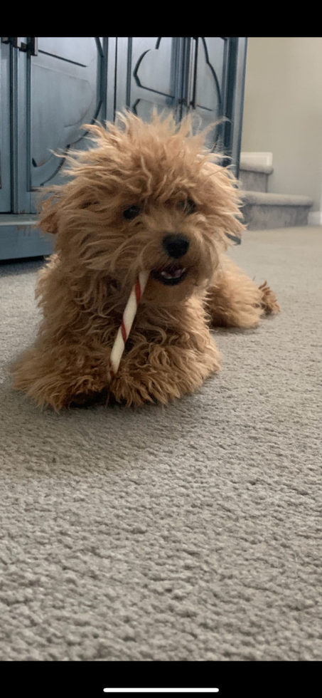 Friendly Maltipoo Pup in Corona CA