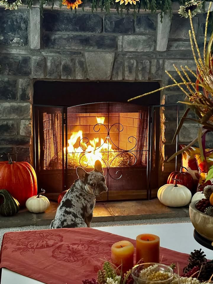 Smart Frenchie Purebred Pup