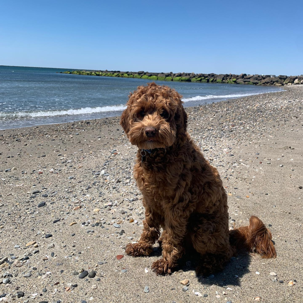 Adorable Cockerpoo Poodle Mix Pup