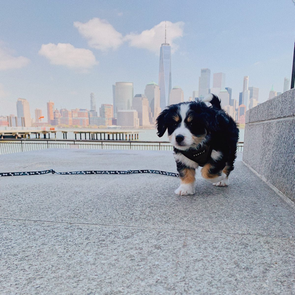 Mini Bernedoodle Being Cute