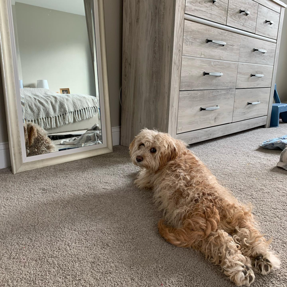 Energetic Cavoodle Poodle Mix Pup