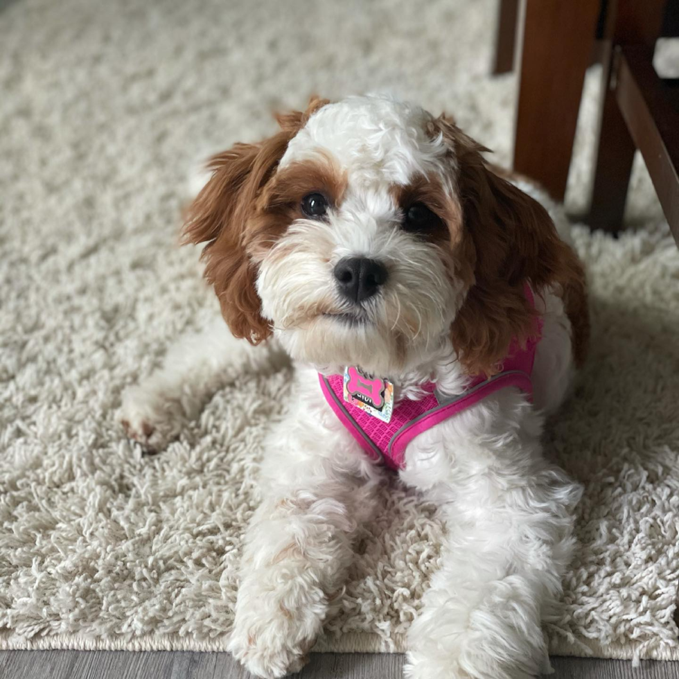 Cute Cavapoo Pup