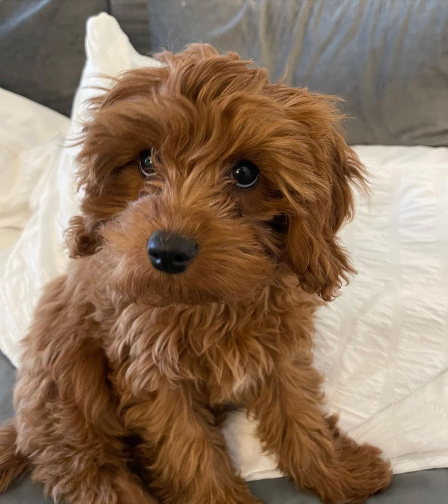 Friendly Cavapoo Pup