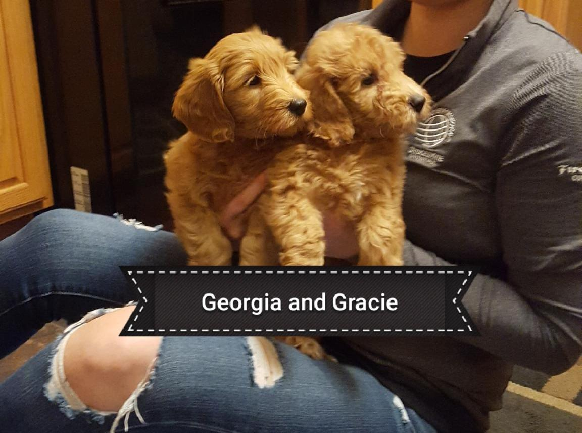 Mini Goldendoodle Pup Being Cute