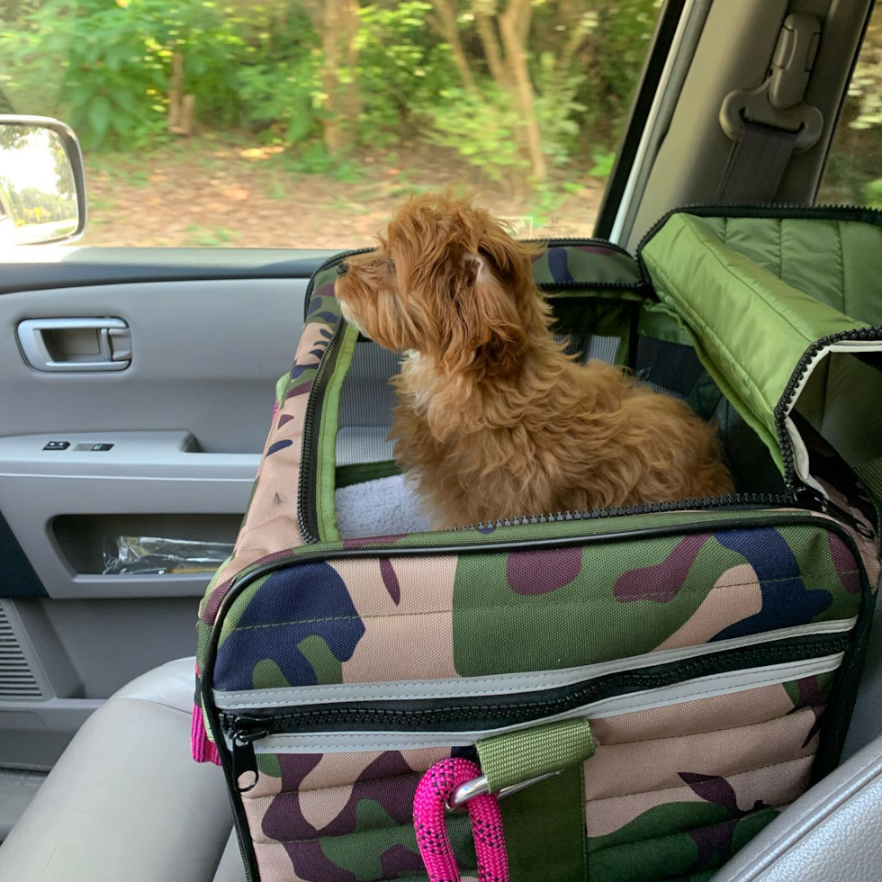 Cavapoo Being Cute