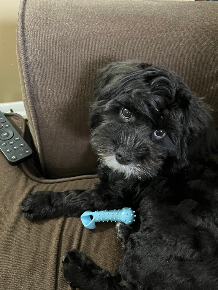 Cavapoo Pup