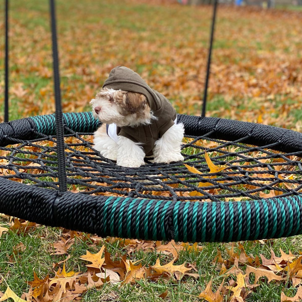 Cincinnati Havapoo Pup