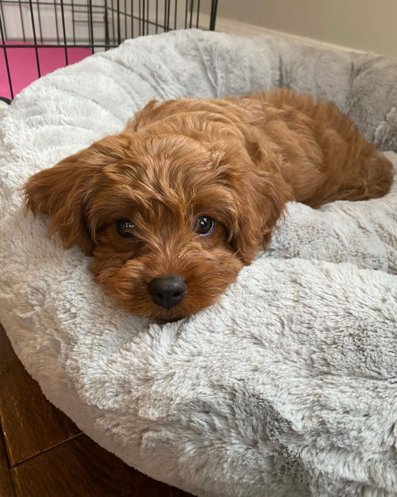 Closter Cavapoo Pup