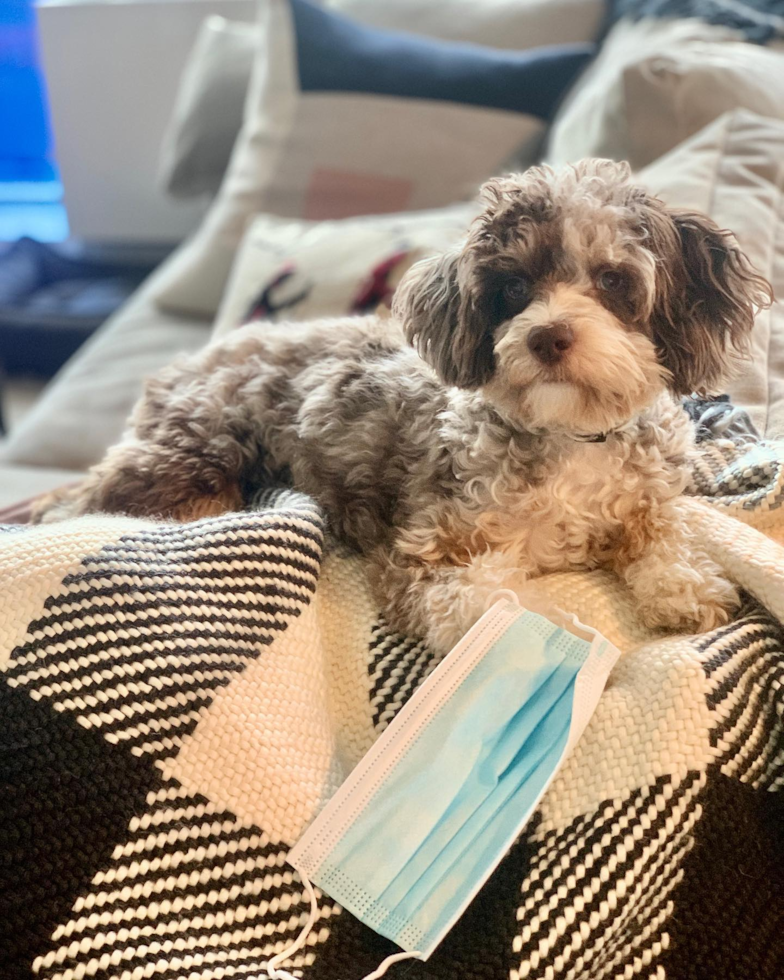 Petite Mini Aussiedoodle Poodle Mix Pup