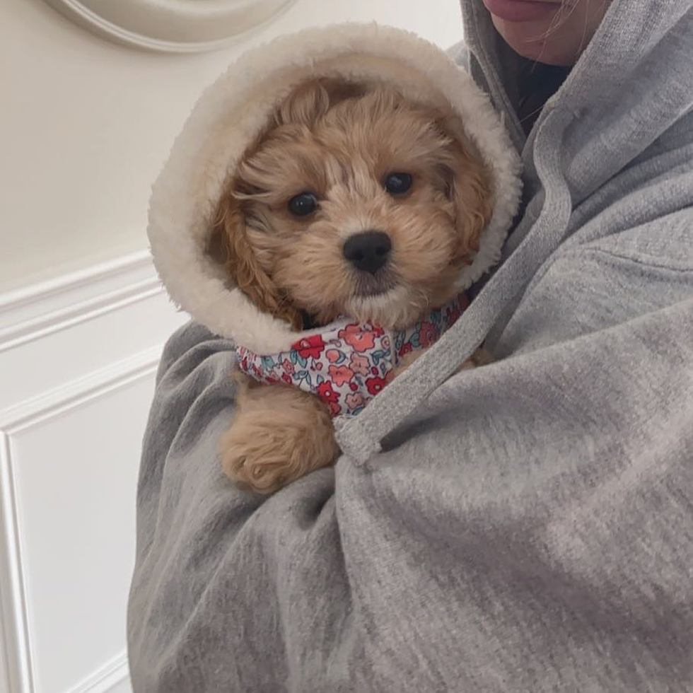 Wilmington Cavapoo Pup