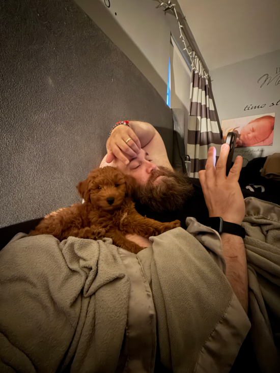 Cute Mini Goldendoodle Pup in