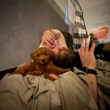 Cute Mini Goldendoodle Pup in