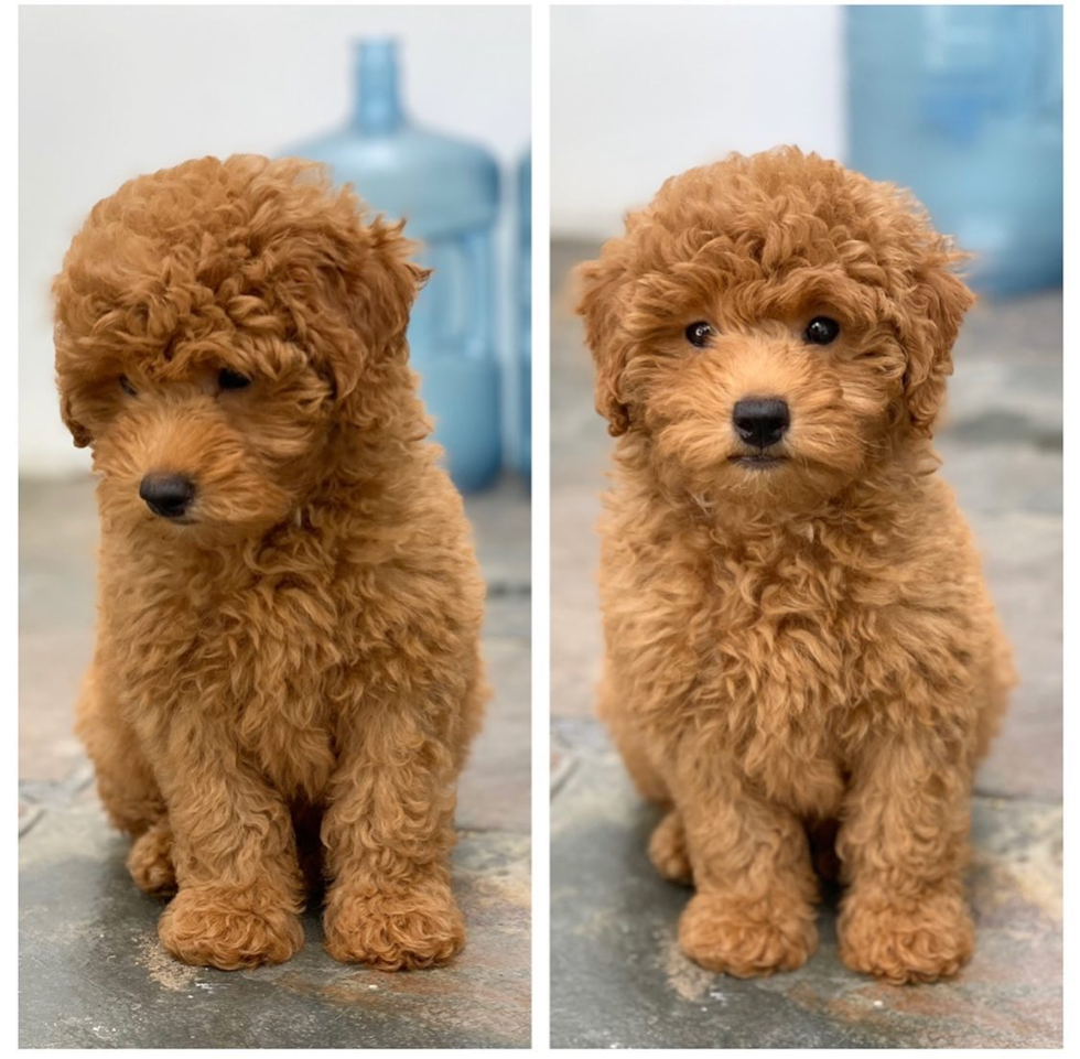 Sweet Mini Goldendoodle Pup