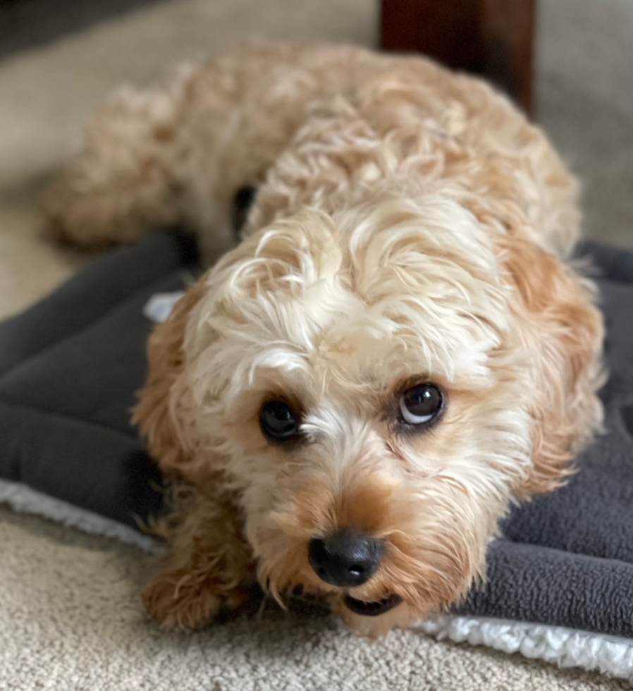 Cavapoo Being Cute