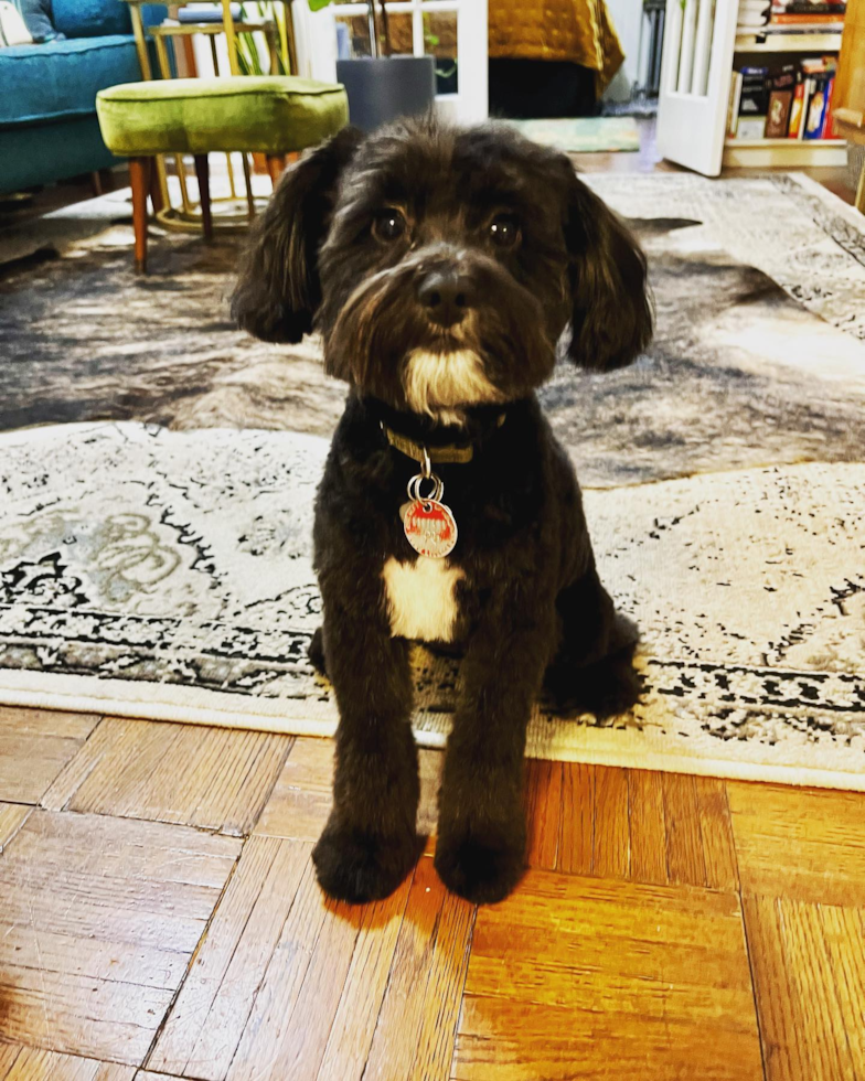 Sweet Mini Aussiedoodle Pup