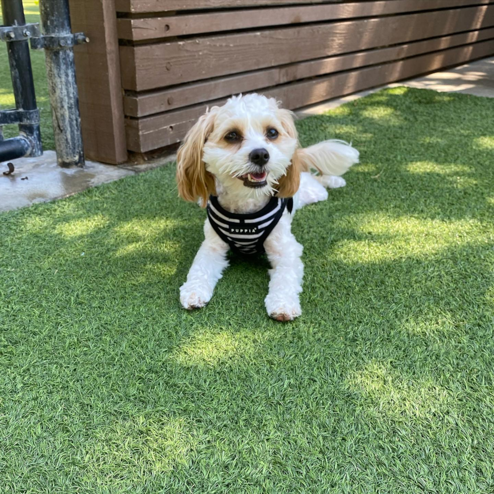 Cavachon Being Cute