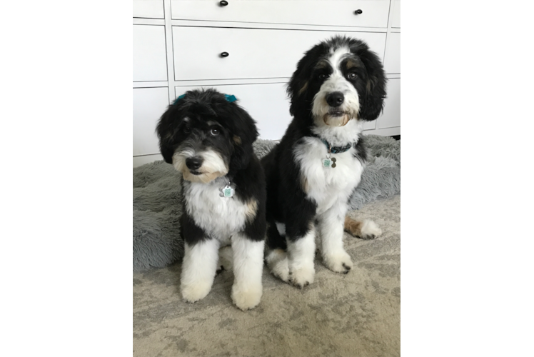 Best Mini Bernedoodle Baby