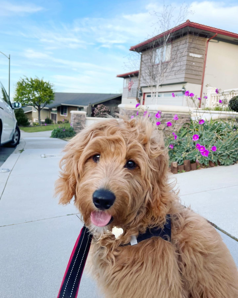 Happy Mini Goldendoodle Pup in Millbrae CA