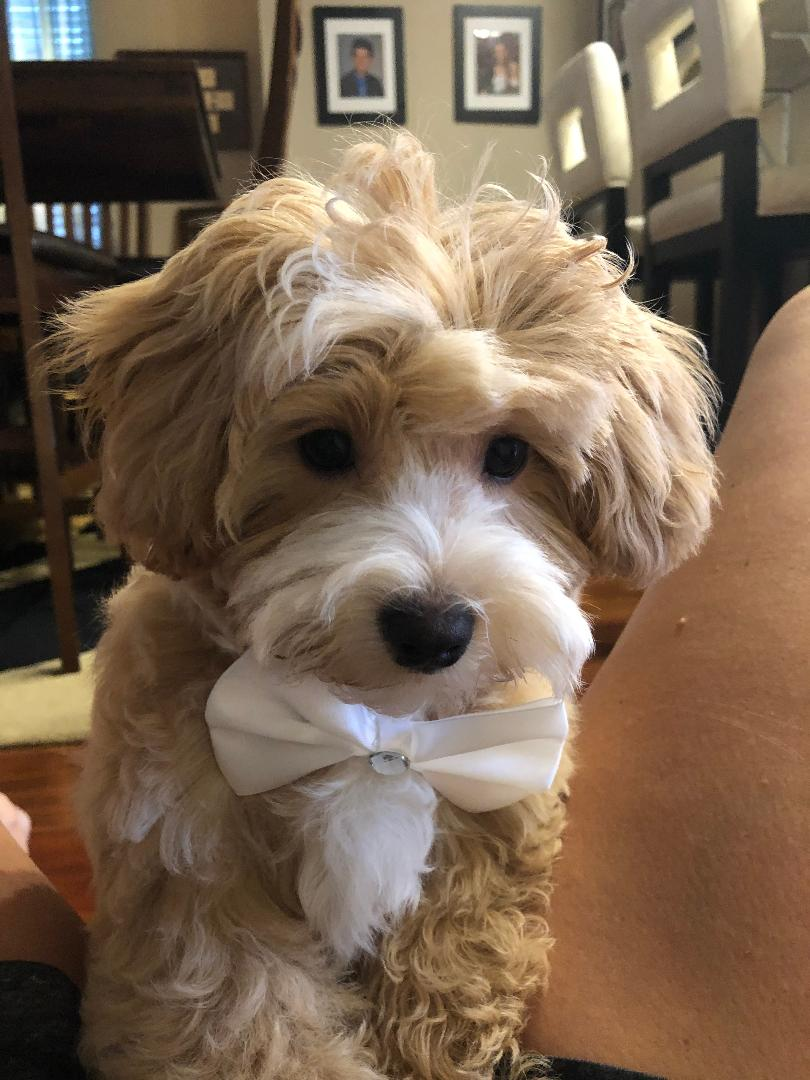 Happy Maltipoo Baby