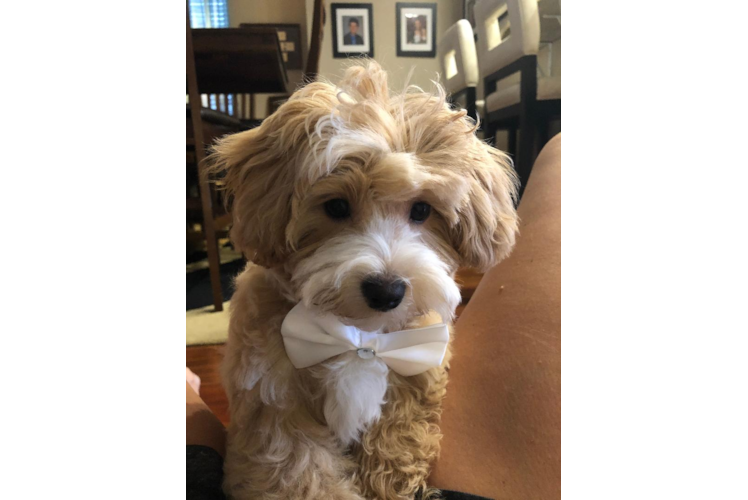 Happy Maltipoo Baby