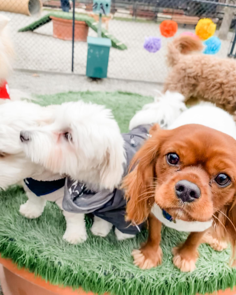 Fort Lee Cavalier King Charles Spaniel Pup