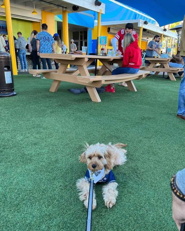 Cavapoo Being Cute