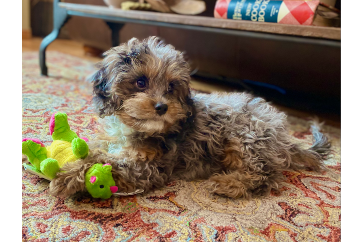 Cavapoo Puppy for Adoption