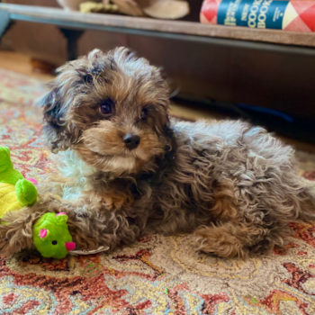 Friendly Cavapoo Pup