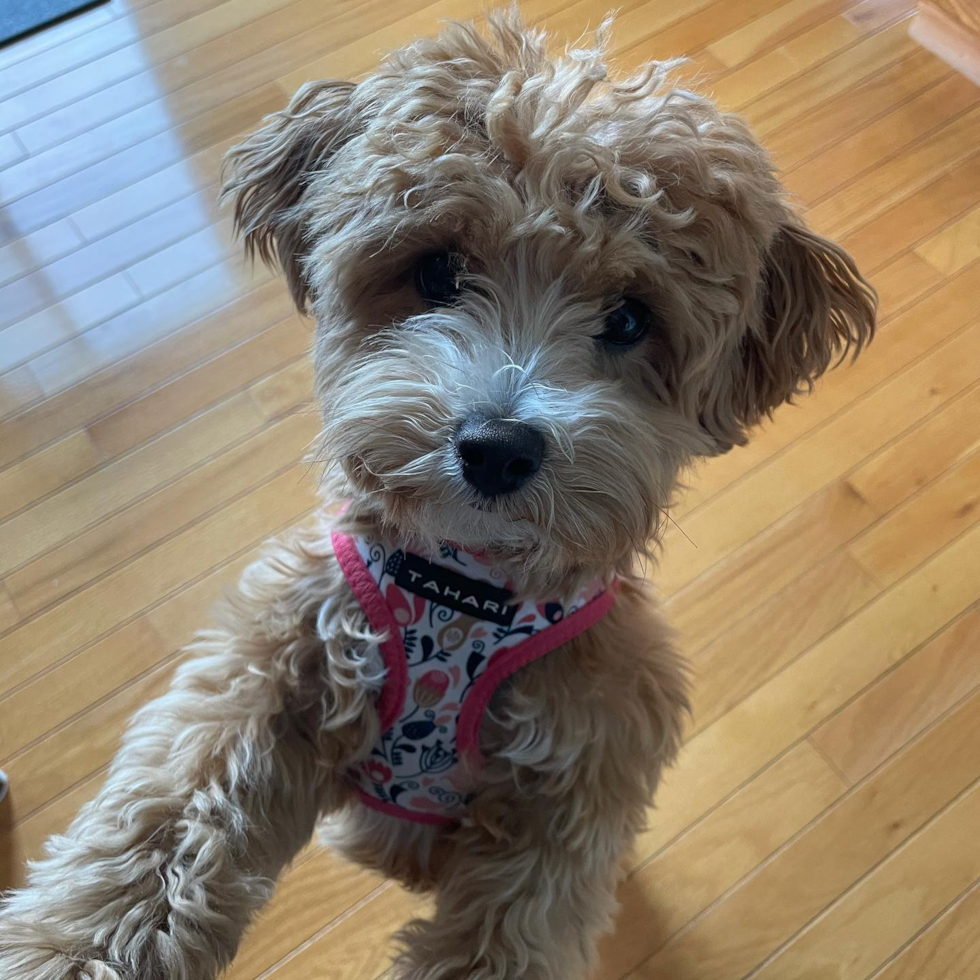 Cheswick Maltipoo Pup