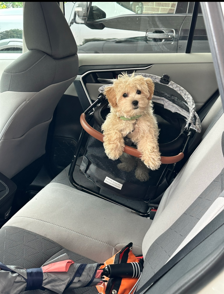 Small Maltipoo Pup