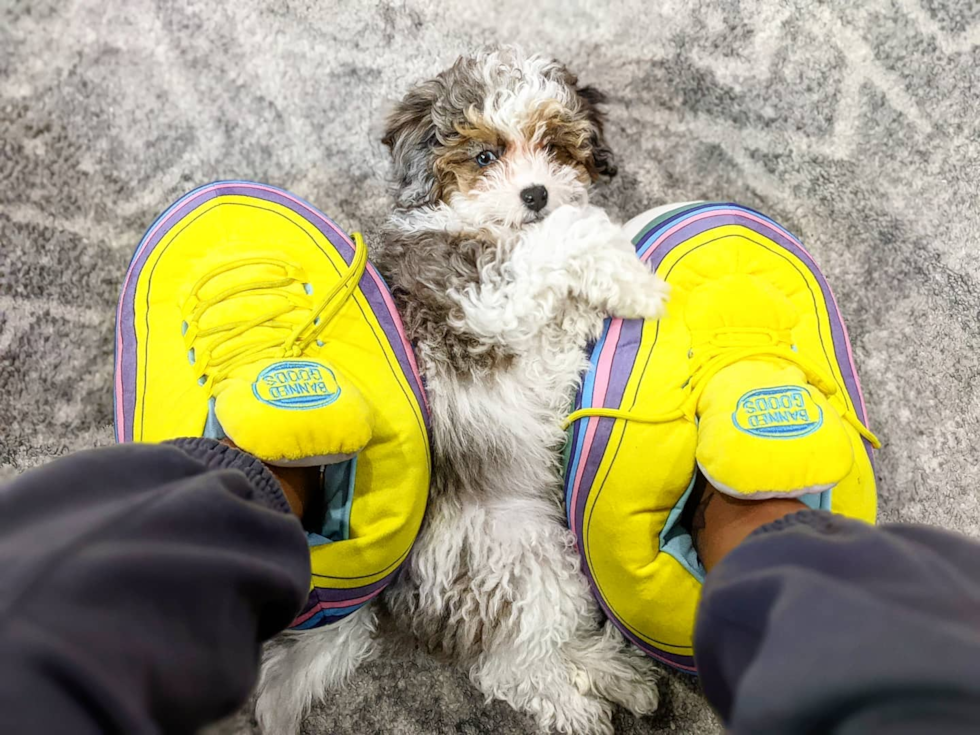 Shih Poo Being Cute