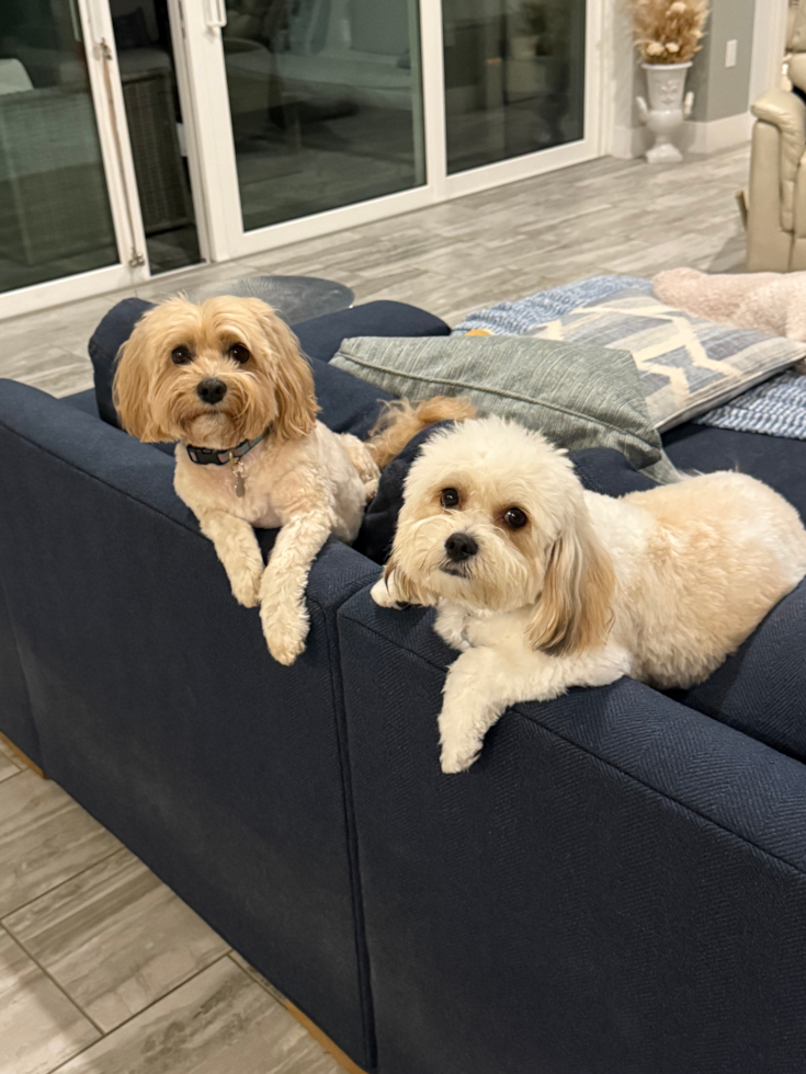 Cavachon Being Cute