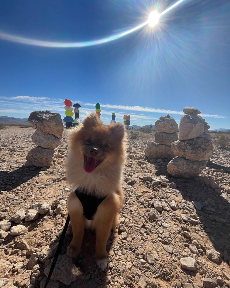 Energetic Pomeranian Purebred Pup