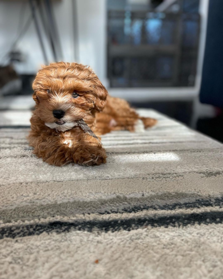 Friendly Cavapoo Pup